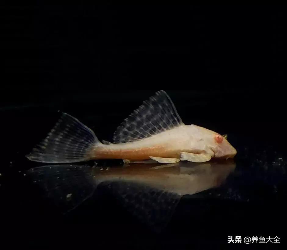 龙鱼混养要怎么样才不打架,龙鱼混养一般几条龙不容易打架