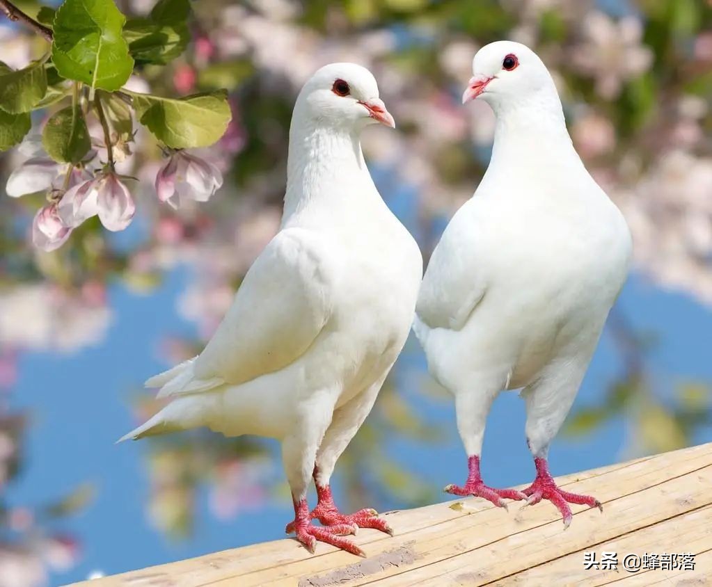 什么新兴行业养殖最赚钱,当今什么小本投资养殖业最赚钱