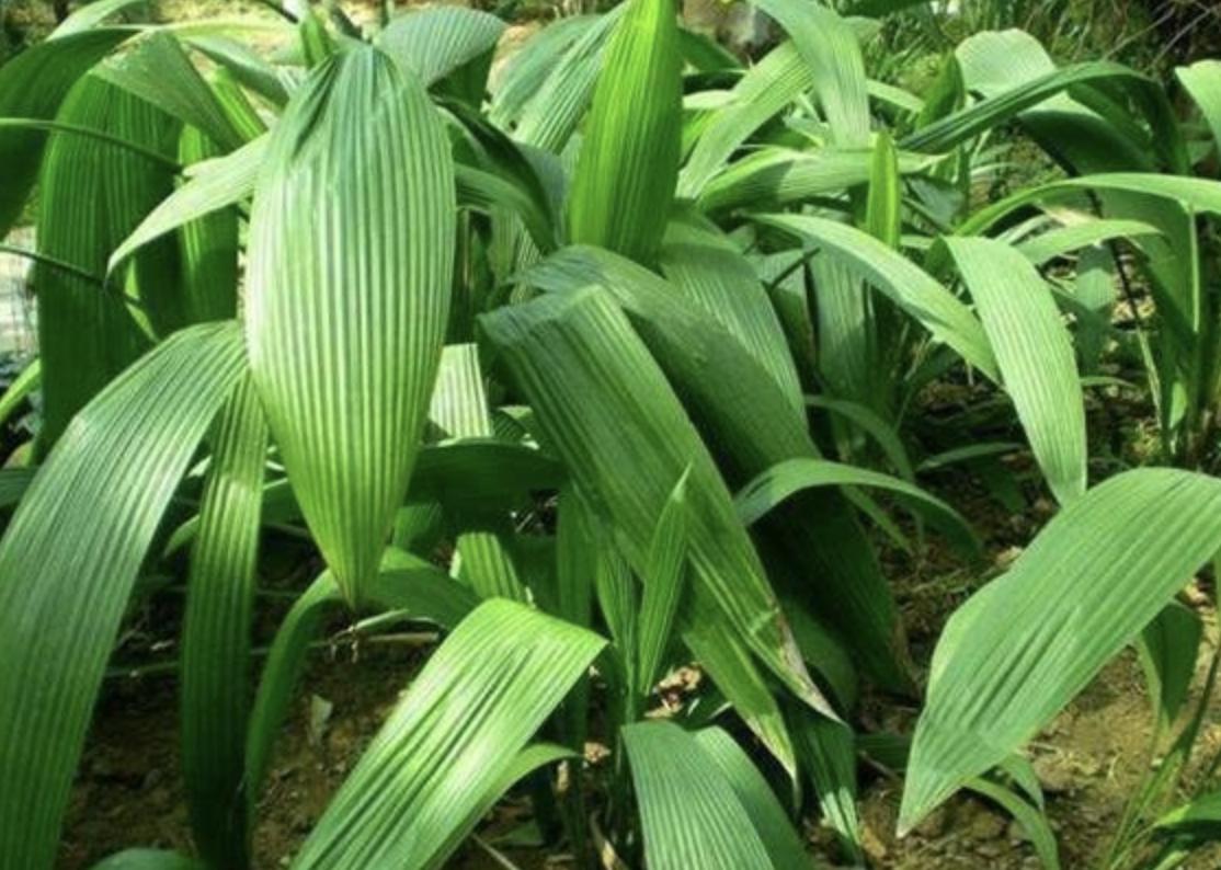 在农田里，有“1种草”根茎粗壮，叶片美，人称“仙茅”，珍贵