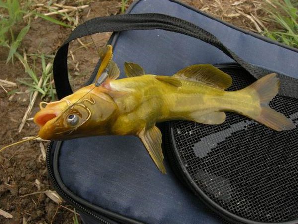 钓黄颡秘诀一夜钓几十条太过瘾了,黄颡鱼用什么饵料最好用