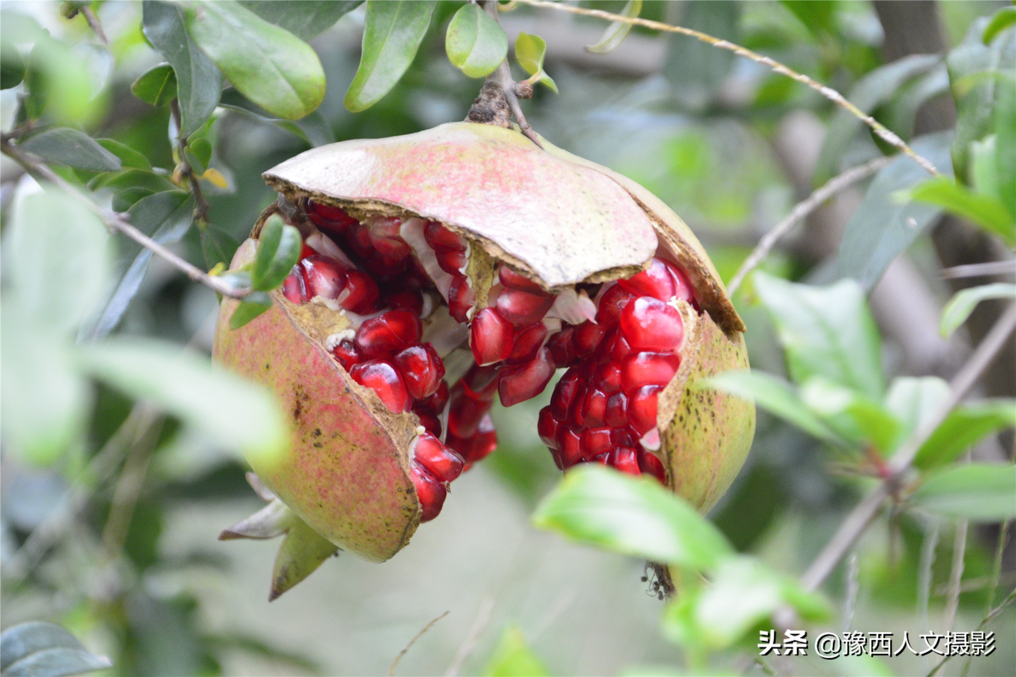 河南小伙京漂6年，回家大数据管理石榴园，决心对标“褚橙”