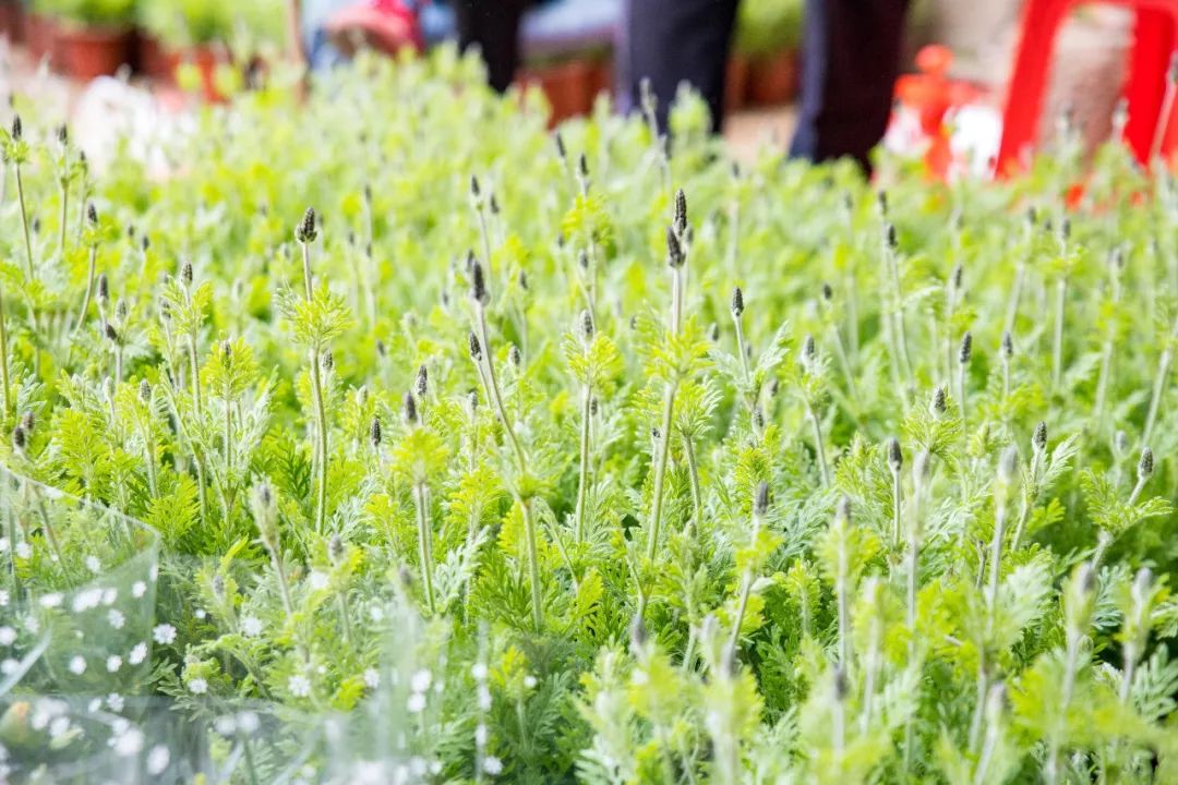 广州最大的花卉市场有哪些店,广州最便宜的花卉交易市场