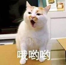 养猫药物,铲屎官必备养狗神器