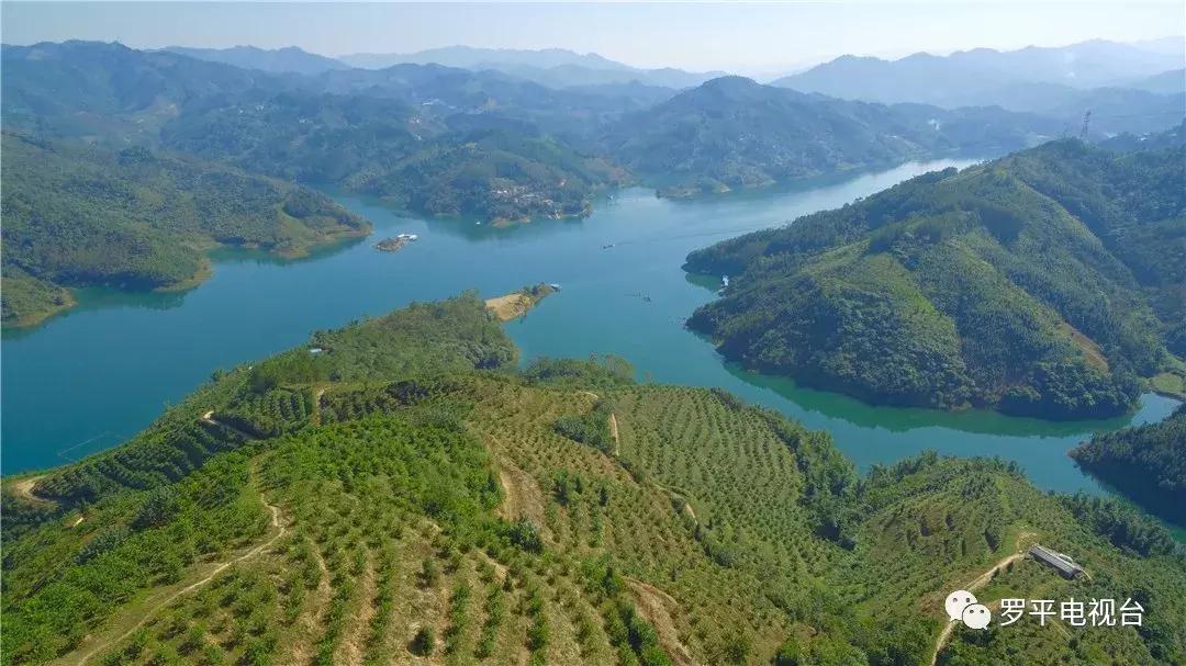 好消息！罗平鲁布革千亩柠檬丰收登上中央电视台！