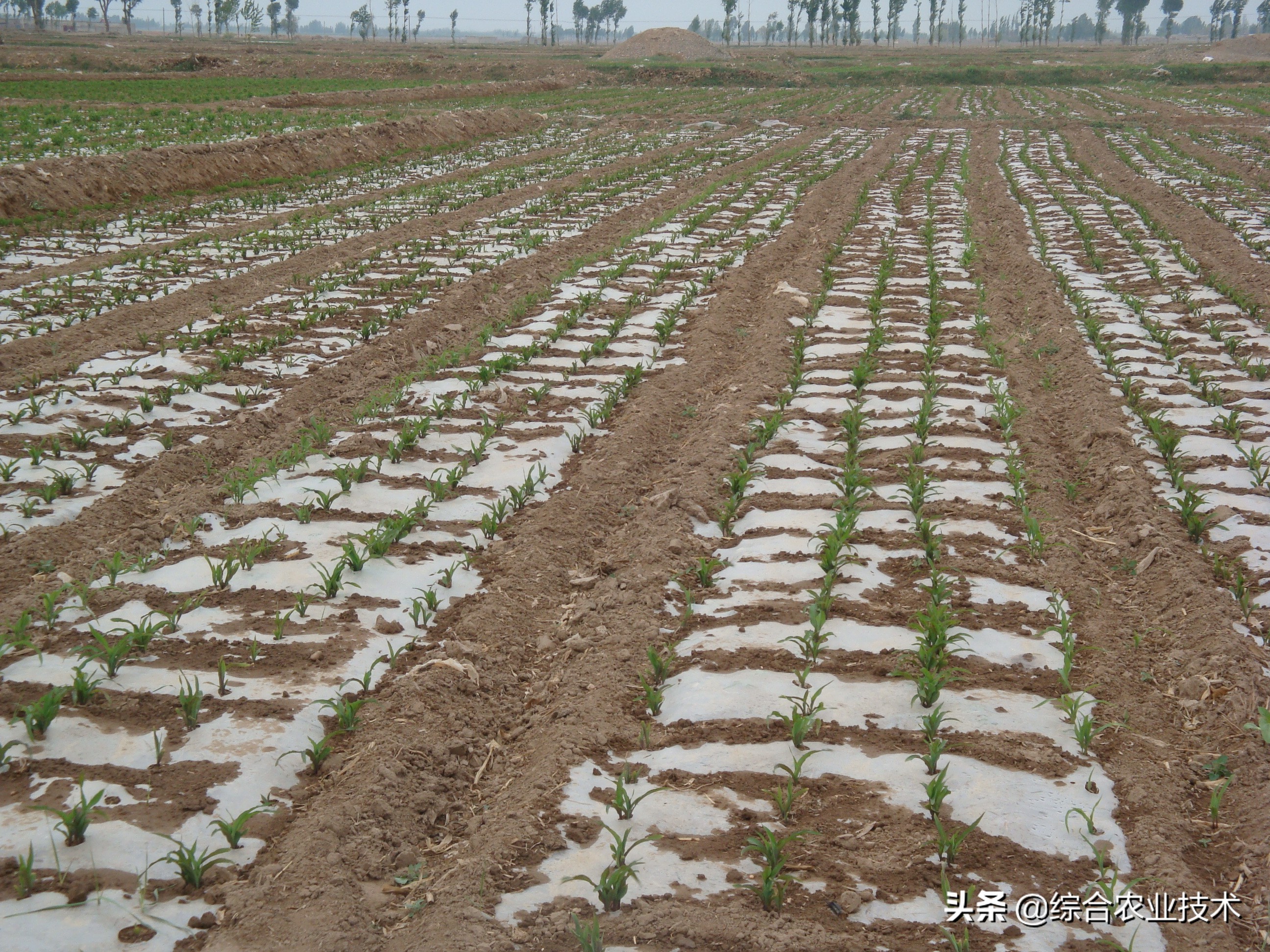 玉米怎么管理才能高产,种玉米怎么配肥料高产