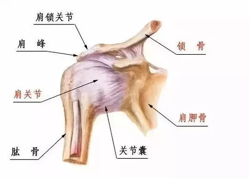 保姆级俯卧撑,俯卧撑保姆级教学