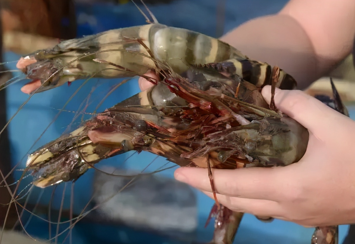 湄公河大虾现在情况怎么样,湄公河大虾泛滥却没人敢吃