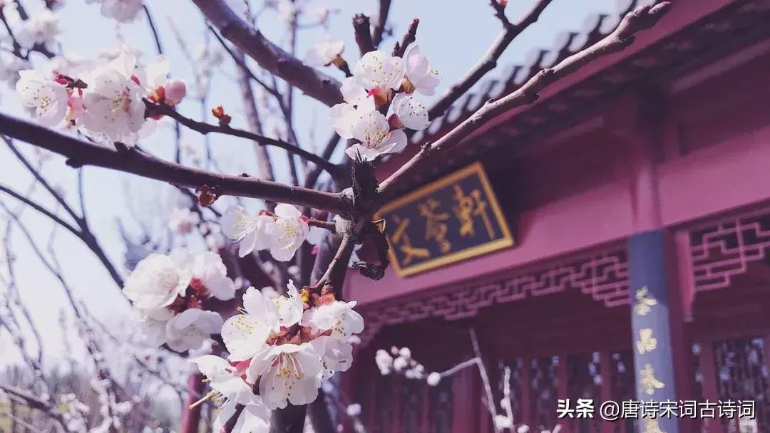 古诗喝茶的绝美诗句,诗词世上无难事