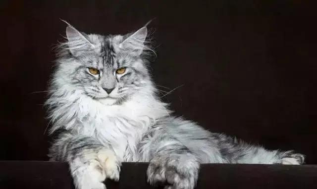 长毛猫的性格,长毛猫的进化史