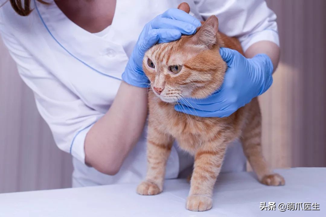 猫咪突然间长了很多黑头,猫咪长黑头是怎么回事