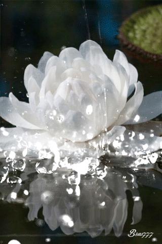 水中花郁可唯简谱动态谱,动态水中花歌词壁纸