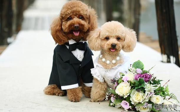 大型狗狗的超酷服装,狗狗好看的服饰