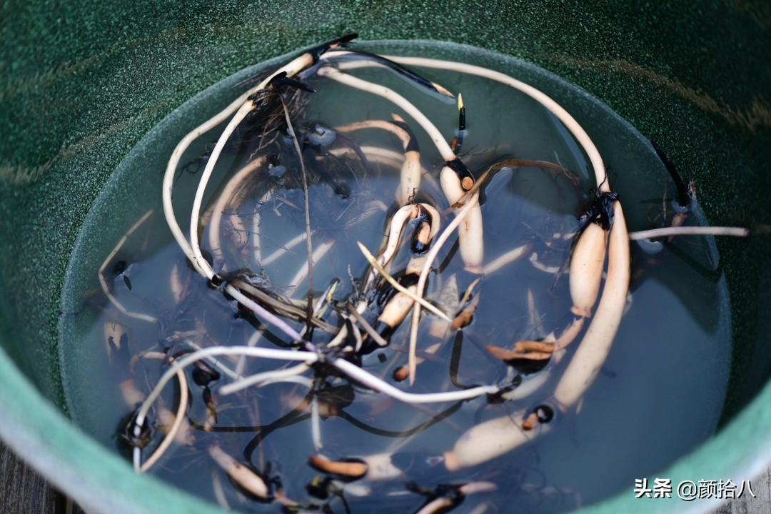 碗莲种藕生长到开花全过程,碗莲种藕到开花的过程