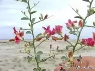 荒漠发现的生物,新疆戈壁滩常见低矮植物