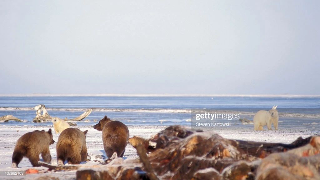 说好了一起捕猎，有的食肉动物却做了清道夫