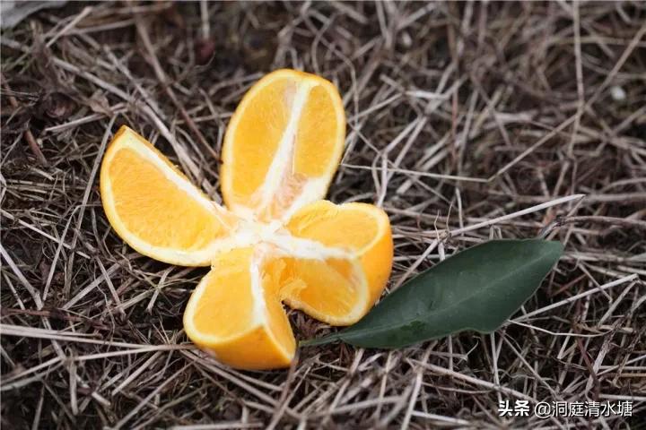 一口清甜爆汁,爆甜麻阳冰糖橙