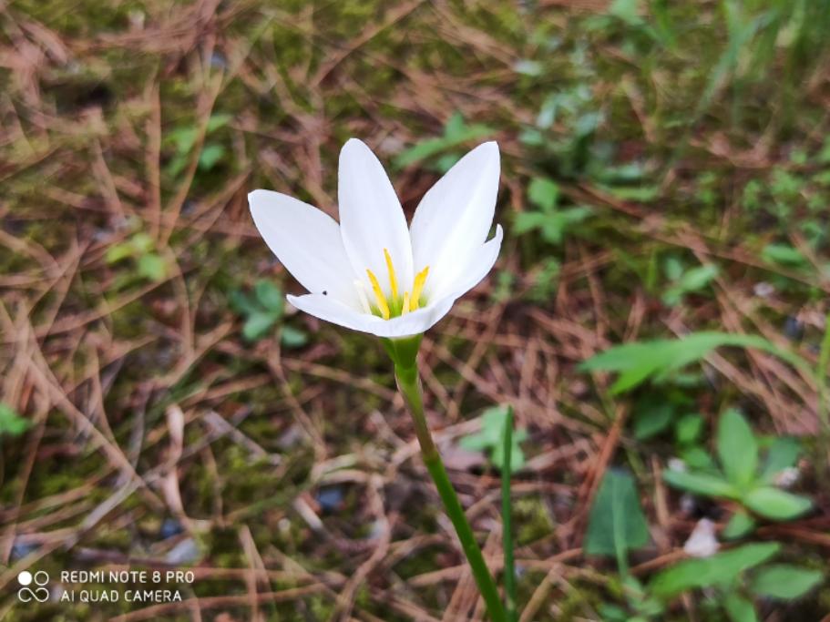 卢伟冰的6400万像素太夸张？RedmiNote8Pro相机实测