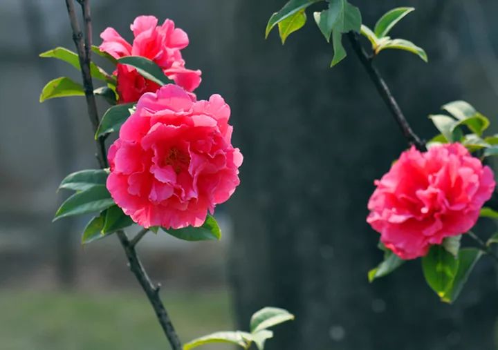 懒人山茶花,山茶花日常