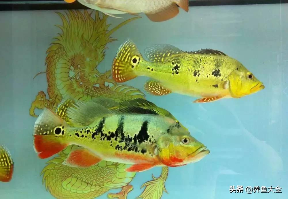 龙鱼混养要怎么样才不打架,龙鱼混养一般几条龙不容易打架
