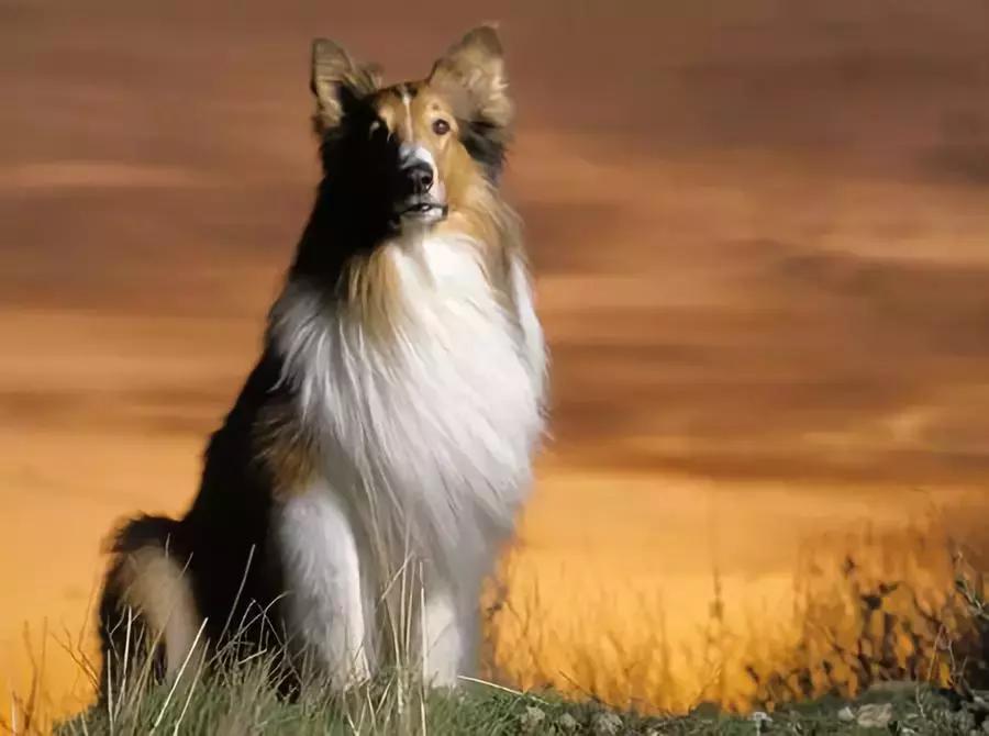 乖巧可爱的柴犬狗品种大全,爱蹦迪的柴犬狗品种有哪些