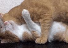 我脖子上的草莓，是猫咪种的