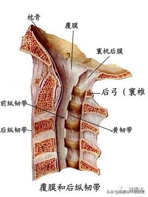 脊柱韧带的走行与位置,脊柱相关病九大诊治区图