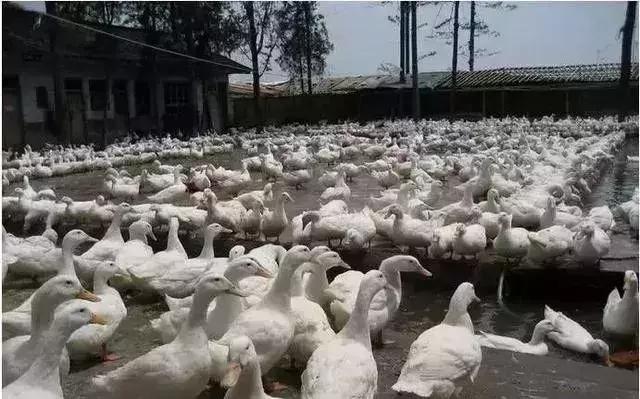 肉鸭亏损严重,生猪养殖户亏损原因及解密