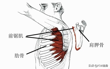 肩胛骨凸出什么动作改善,肩胛骨不良体态