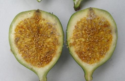 一起来看水果传——爱玉子，可可，嘟柿，你都见过吗？