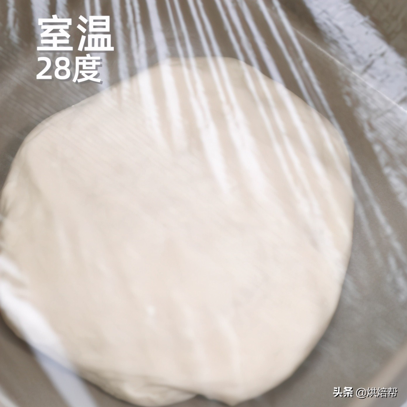 日本爆火吐司,日本生吐司中种