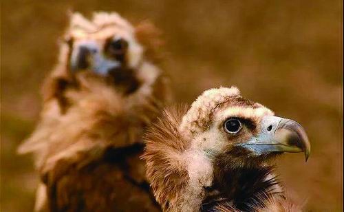 秃鹫的血液百毒不侵吗,秃鹫的胃百毒不侵