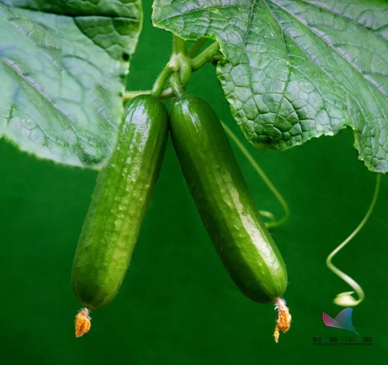 迷你蔬菜好吗,迷你菜价格高吗