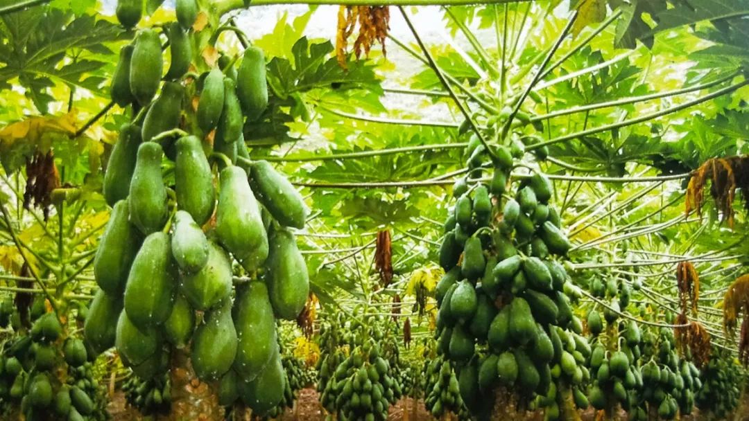 「推荐」刷屏！这是我眼中的边境河口