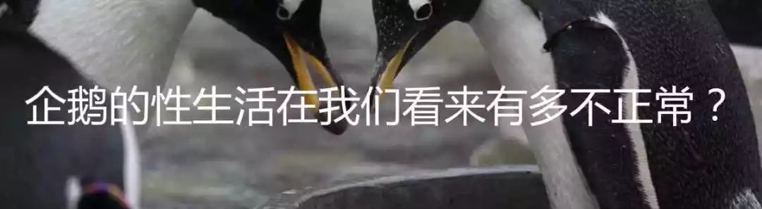 射精经济学与浪漫的诸多形式