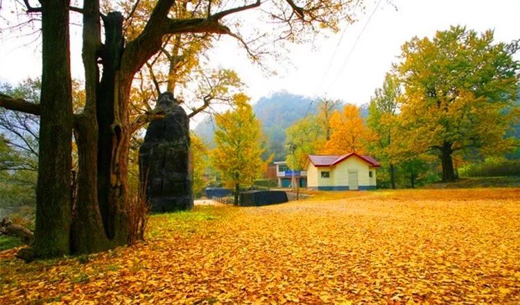 河南秋季最美红叶,河南十大红叶观赏地