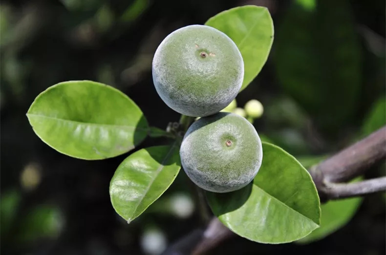 清肺神器,清肺散结神器