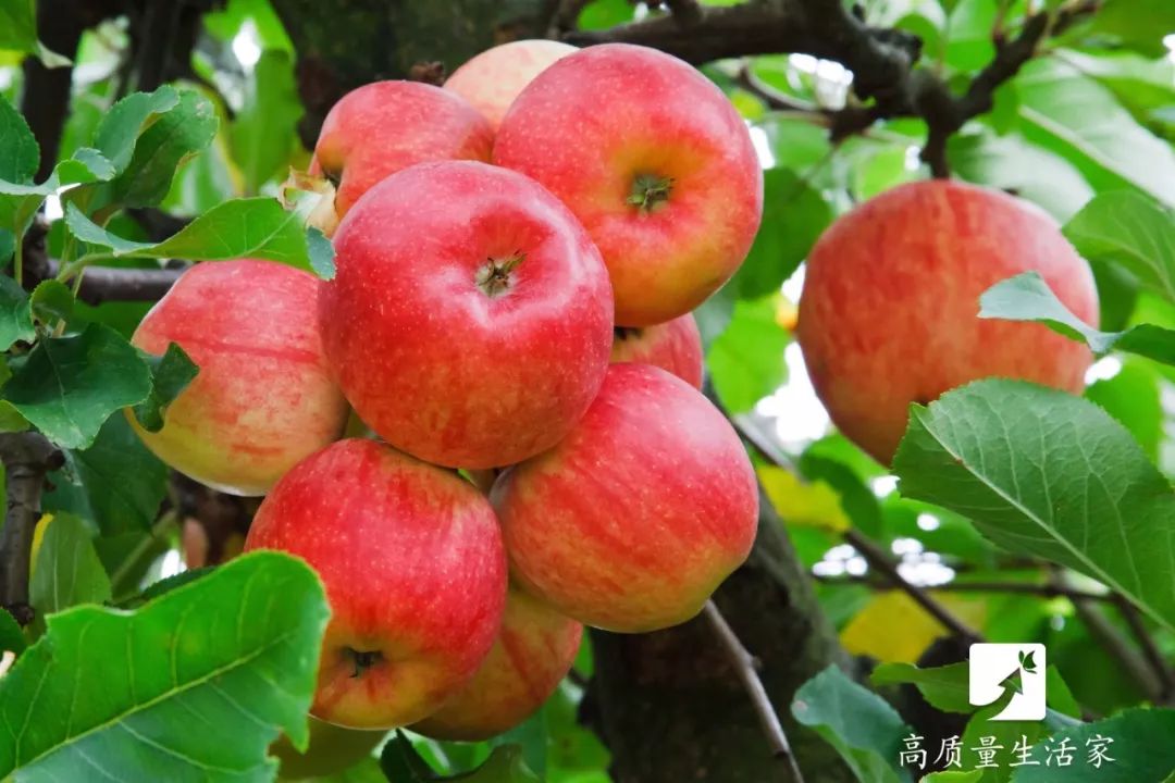 如何挑选苹果又甜又脆,怎么挑选的苹果又脆又甜
