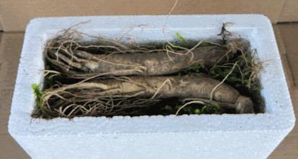 长白山人参干货安心购,4.99元吉林长白山鲜人参