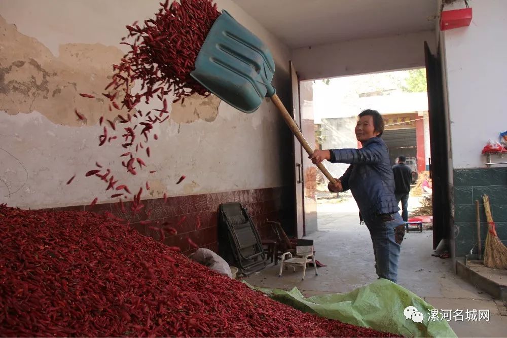临颍王岗镇中国辣椒第一镇,临颍县辣椒基地