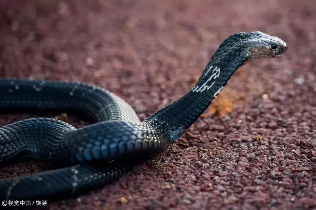 刷爆今天池州人朋友圈的舟山眼镜蛇，喜欢待在啥地方？专家这样说……