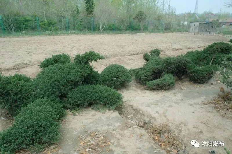 夏老师到底爱谁,夏老师喜欢陈律吗
