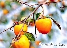 柿子被称为“果中圣品”，吃柿子应该注意啥？