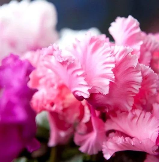 双11的第六天：给大家安利这款冬日绝不可错过的兔耳朵花