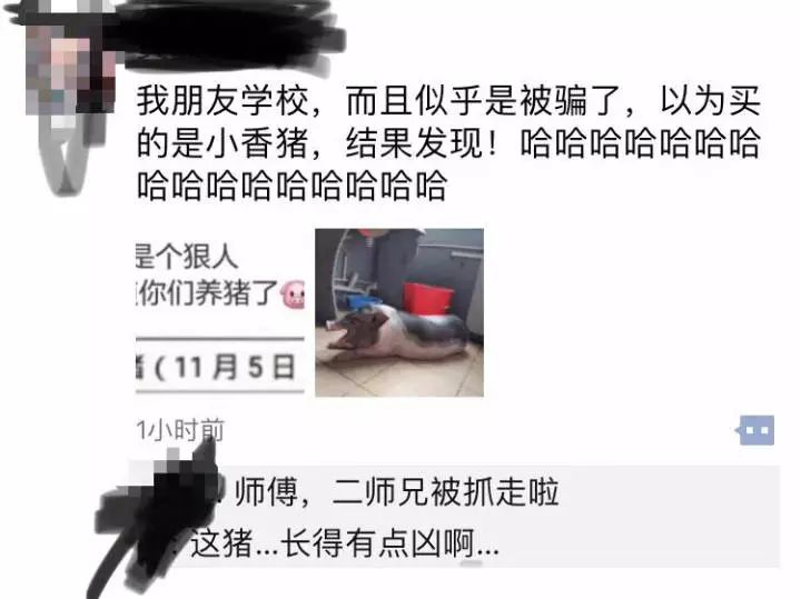 「文末附招聘」大学生宿舍养猪被通报批评！被发现的原因……平湖人有养过特别的宠物吗？