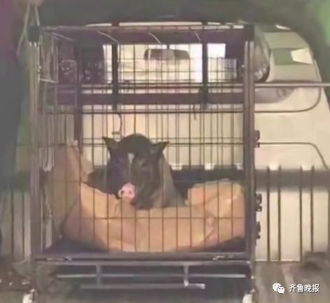 「文末附招聘」大学生宿舍养猪被通报批评！被发现的原因……平湖人有养过特别的宠物吗？