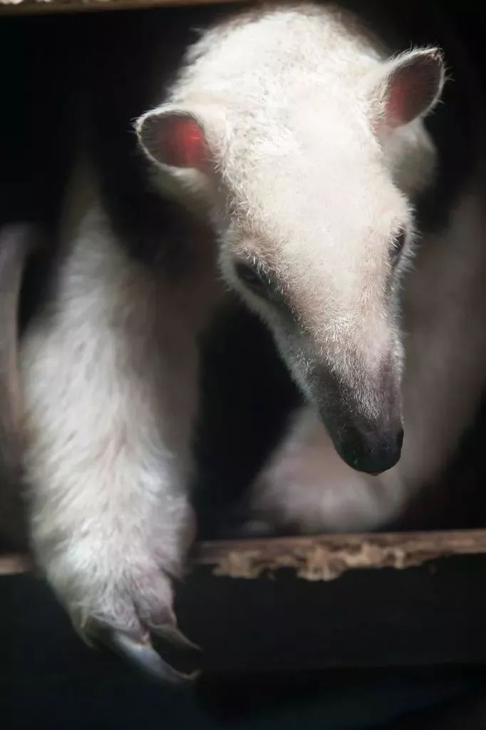 袋鼠育儿袋怎么进化来的,澳洲生物有育儿袋