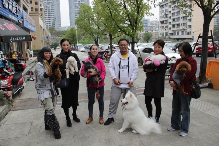杭州狗狗办狗证必须植入芯片吗,杭州办犬证必须要植入芯片吗