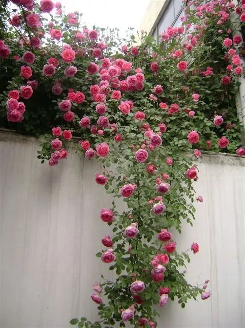 怎样才能让藤本月季快速成为花墙,做花墙最好的藤本月季品种