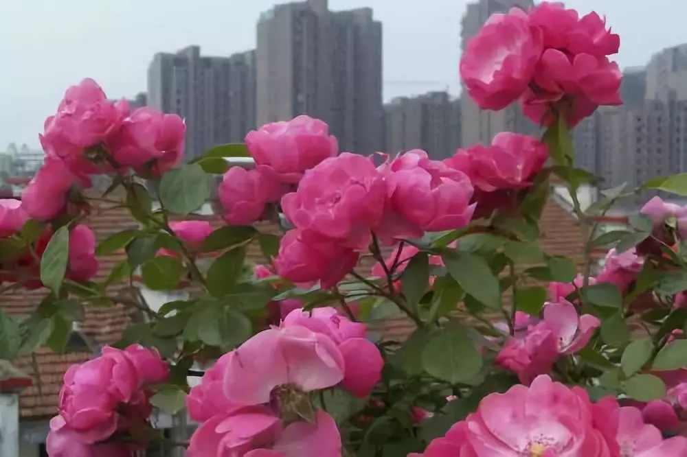 怎样才能让藤本月季快速成为花墙,做花墙最好的藤本月季品种