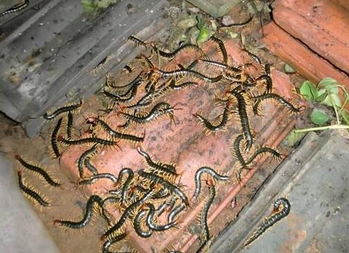 他怎么养的蜈蚣年收入60万？